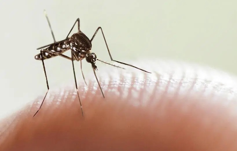 106 casos positivos de dengue en La Plata